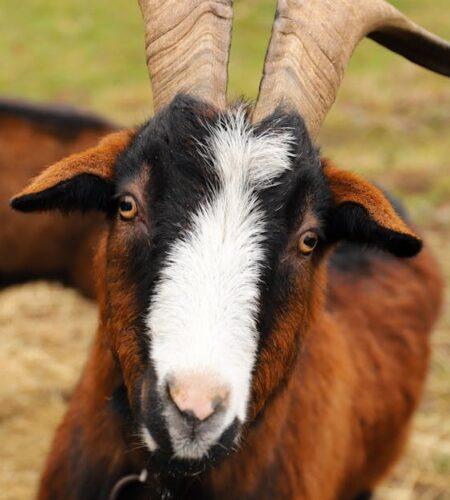 découvrez le processus de rumination, cette action fascinante à travers laquelle certains animaux digèrent leur nourriture. plongez dans le monde de la digestion et comprenez l'importance de ce mécanisme naturel pour la santé et le bien-être des ruminants.