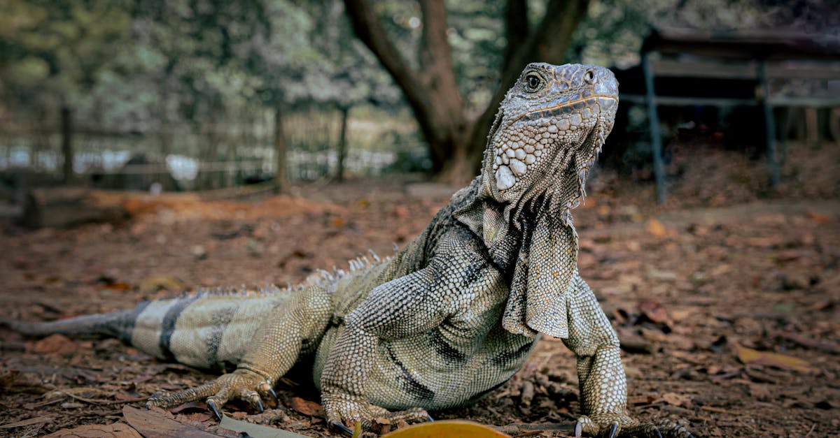 découvrez l'évolution à travers les âges : concepts, étapes clé et impact sur la vie et la biodiversité. un aperçu fascinant de l'histoire de l'évolution.